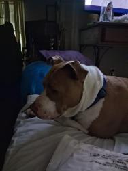 Found/Stray Female Dog last seen Watersedge apts, Wichita, KS 67203