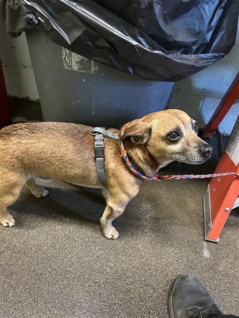Shelter Stray Male Dog last seen H ST & 30TH ST, Sacramento, CA 95818