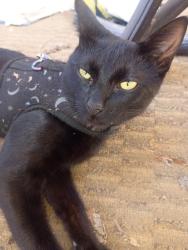 Lost Female Cat last seen In the 