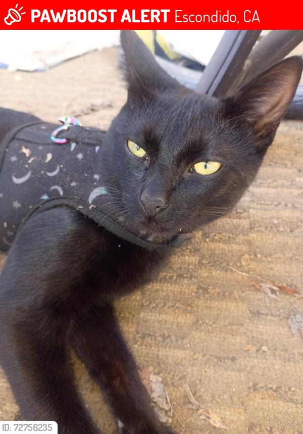 Lost Female Cat last seen In the 