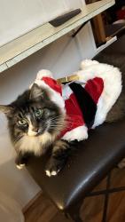 Lost Male Cat last seen Gateway/e game farm, Springfield, OR 97477