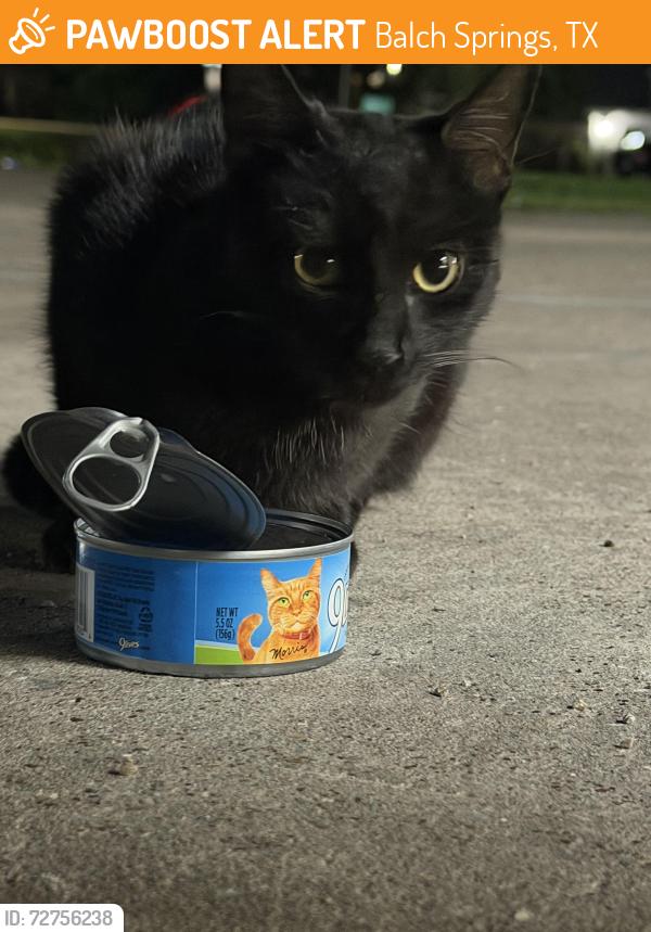 Found/Stray Female Cat last seen Hickory Tree Rd and Lake June Rd, Balch Springs, TX 75180
