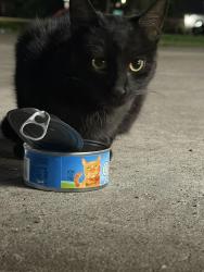 Found/Stray Female Cat last seen Hickory Tree Rd and Lake June Rd, Balch Springs, TX 75180