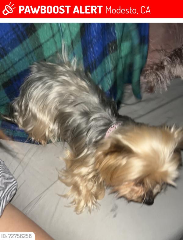 Lost Female Dog last seen Near empire ave modesto ca, Modesto, CA 95354