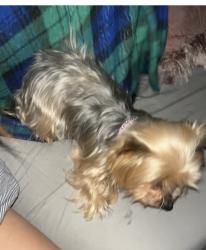 Lost Female Dog last seen Near empire ave modesto ca, Modesto, CA 95354