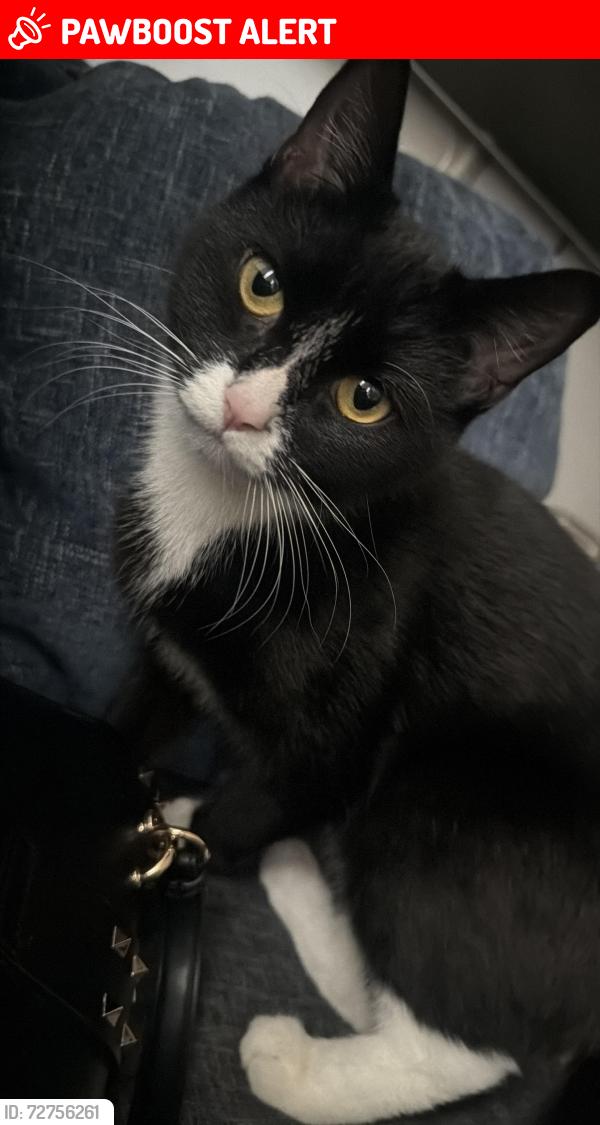 Lost Female Cat last seen Near Bradford Street, West Midlands, England B5 6ET
