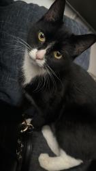 Lost Female Cat last seen Near Bradford Street, West Midlands, England B5 6ET