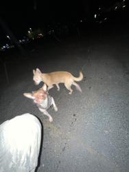 Found/Stray Unknown Dog last seen Near apmts in the back, Lakewood, WA 98499
