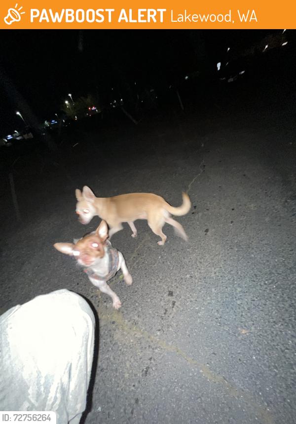 Found/Stray Unknown Dog last seen Near apmts in the back, Lakewood, WA 98499