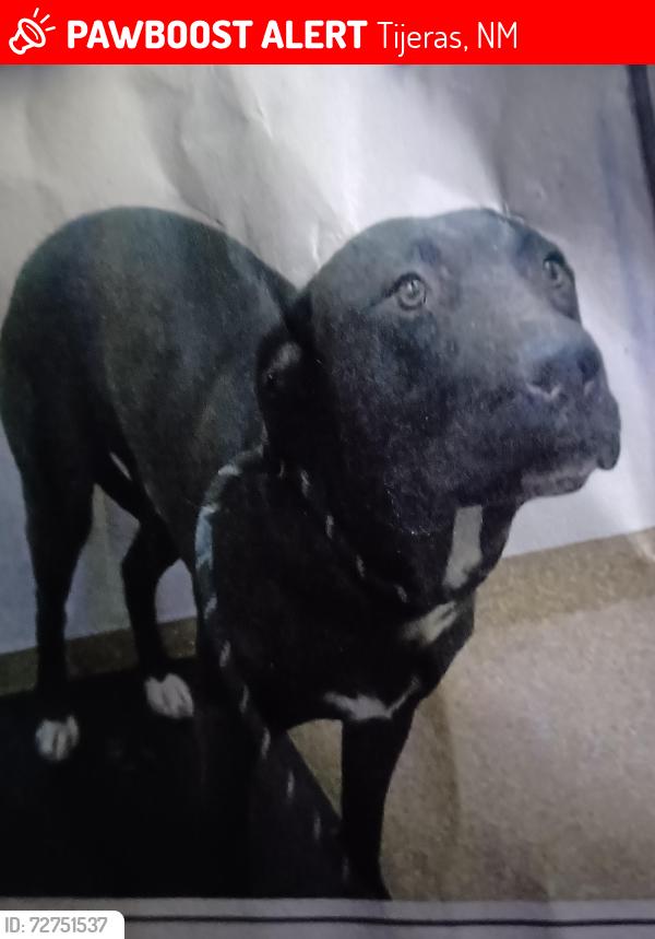 Lost Male Dog last seen Near roadrunner rd Tijeras NM 87059, Tijeras, NM 87059