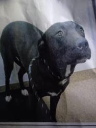 Lost Male Dog last seen Near roadrunner rd Tijeras NM 87059, Tijeras, NM 87059