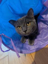Lost Male Cat last seen Henleaze lake, cranham road, Bristol City, England BS10 5JB