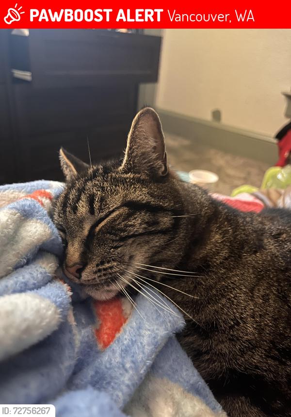 Lost Male Cat last seen Dwelling Place Church, Vancouver, WA 98664