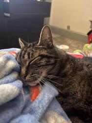 Lost Male Cat last seen Dwelling Place Church, Vancouver, WA 98664