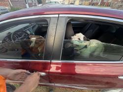 Found/Stray Unknown Dog last seen Harry and woodlawn, Wichita, KS 67218
