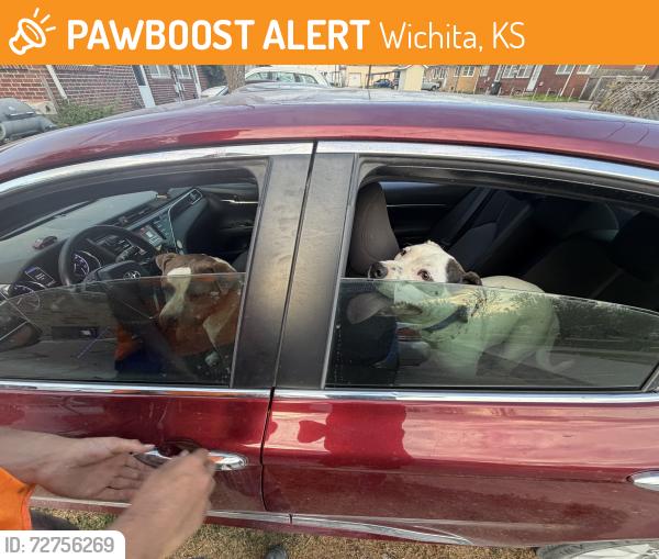 Found/Stray Unknown Dog last seen Harry and woodlawn, Wichita, KS 67218