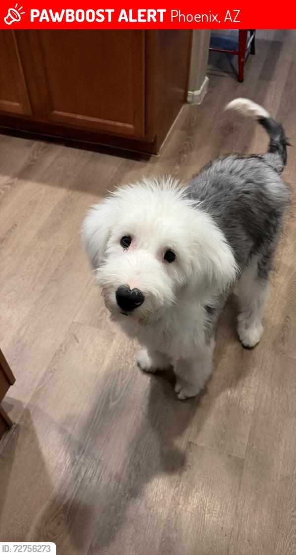 Lost Male Dog last seen Vineyard 21st, Phoenix, AZ 85041