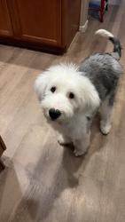 Lost Male Dog last seen Vineyard 21st, Phoenix, AZ 85041