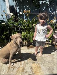 Lost Female Dog last seen Fulkerth Rd , Turlock, CA 95380