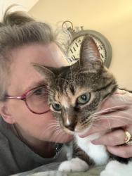 Found/Stray Female Cat last seen Near 162nd Ave NW, Andover, MN 55304