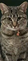 Lost Female Cat last seen Whirlwind Drive close to Dowl J Howard CVS berriville ave, Frederick County, VA 22602