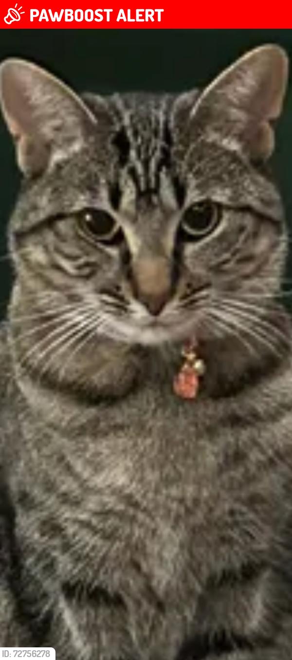 Lost Female Cat last seen Whirlwind Drive close to Dowl J Howard CVS berriville ave, Frederick County, VA 22602