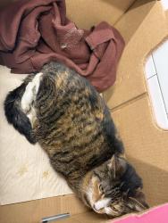 Found/Stray Female Cat last seen Moen ave, Joyce rd, Rockdale, IL 60436