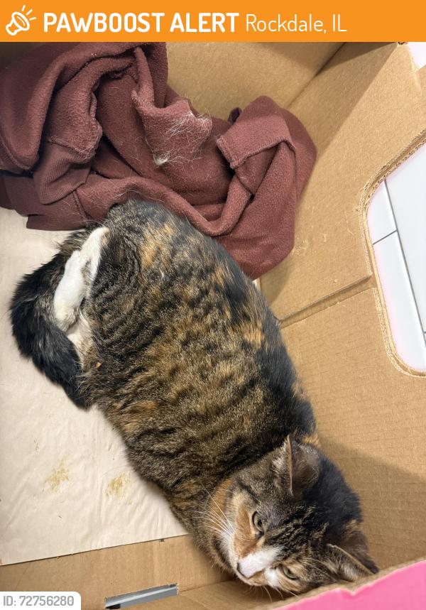 Found/Stray Female Cat last seen Moen ave, Joyce rd, Rockdale, IL 60436