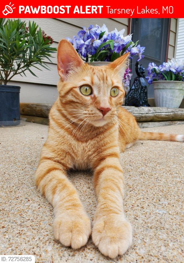Lost Male Cat last seen Buckner tarsney and Major , Tarsney Lakes, MO 64075