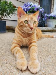 Lost Male Cat last seen Buckner tarsney and Major , Tarsney Lakes, MO 64075
