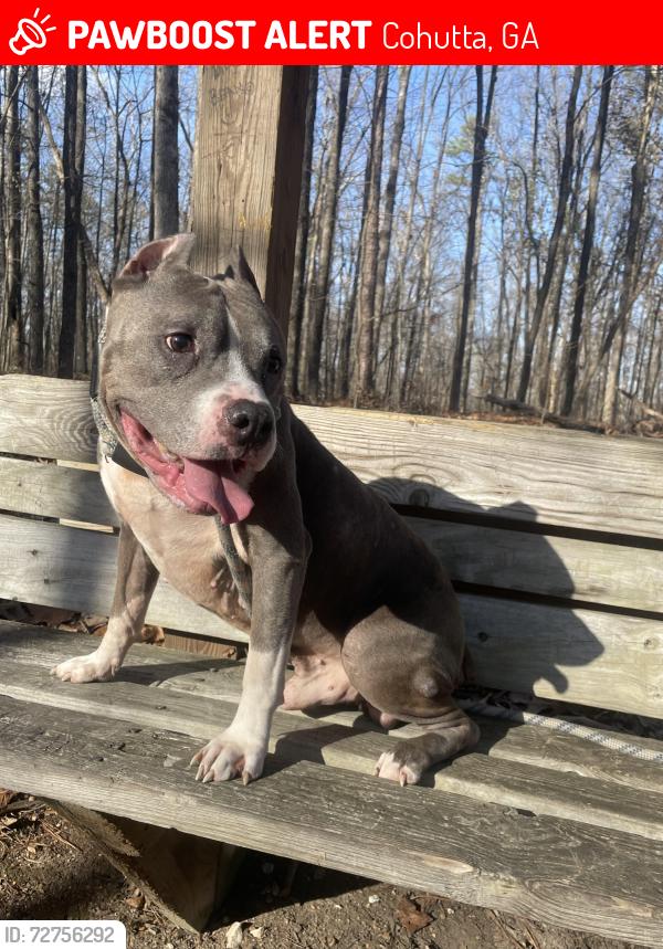 Lost Male Dog last seen Bryant Rd, Cohutta, GA 30710