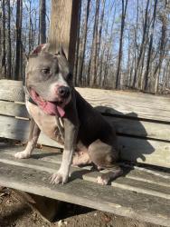 Lost Male Dog last seen Bryant Rd, Cohutta, GA 30710