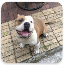 Lost Male Dog last seen Helmers , Houston, TX 77022