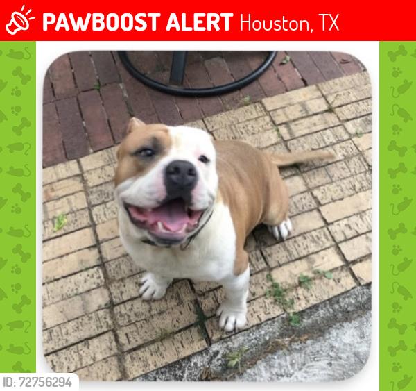 Lost Male Dog last seen Helmers , Houston, TX 77022