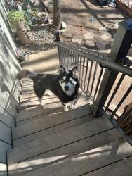 Lost Male Dog last seen Near soccer field, Lemmon Valley-Golden Valley, NV 89506