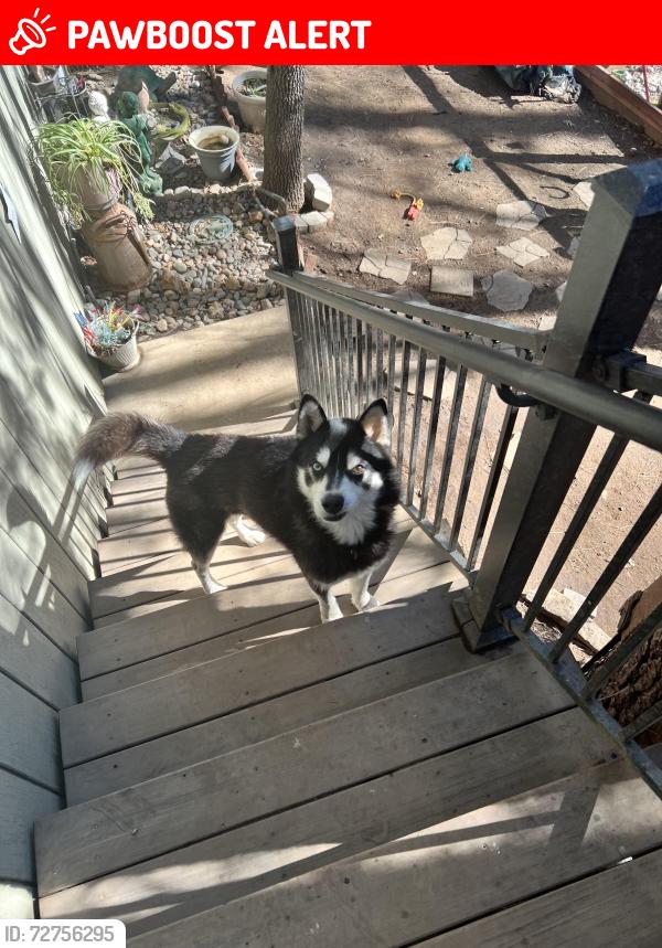 Lost Male Dog last seen Near soccer field, Lemmon Valley-Golden Valley, NV 89506