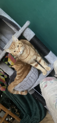 Lost Male Cat last seen Tw26le, Greater London, England TW2 6LE