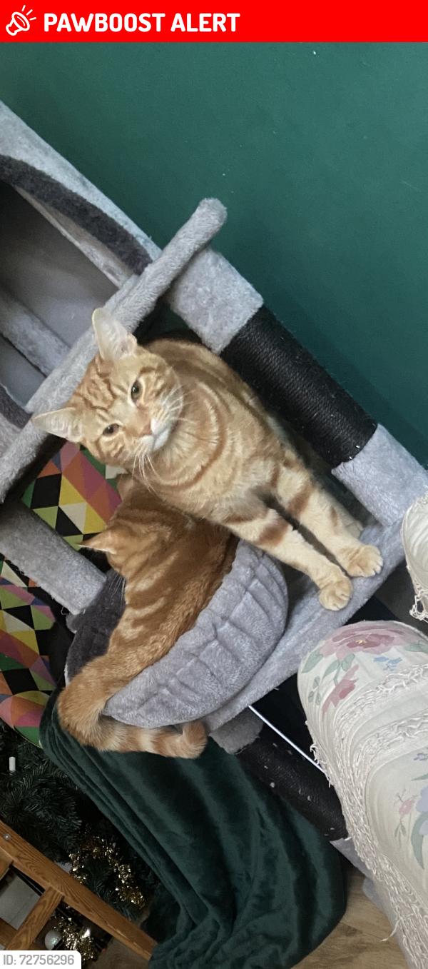 Lost Male Cat last seen Tw26le, Greater London, England TW2 6LE