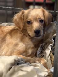 Found/Stray Female Dog last seen Mission, Riverside, CA 92501