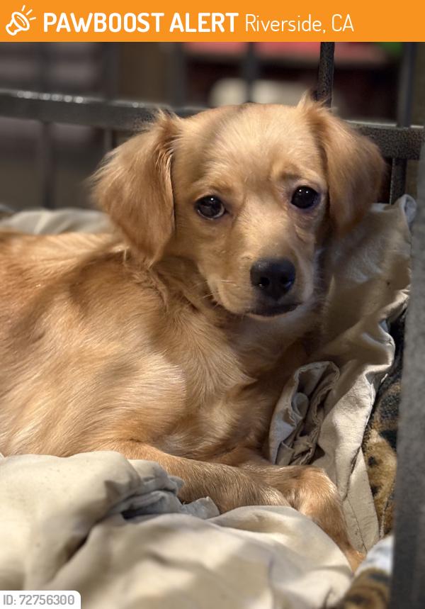 Found/Stray Female Dog last seen Mission, Riverside, CA 92501