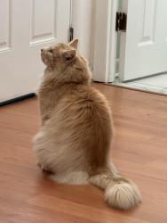 Lost Male Cat last seen Woodbine ave. Lake rd feasterville PA, Feasterville, PA 19053