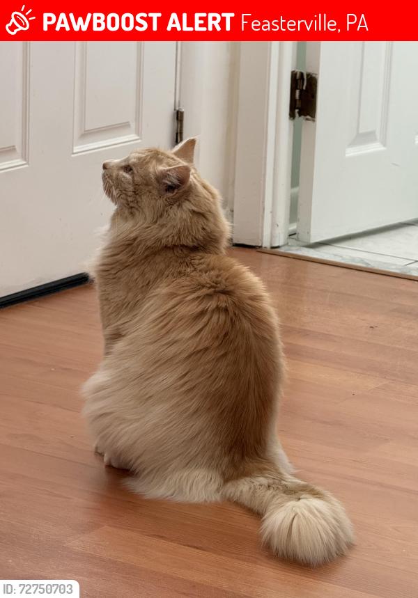 Lost Male Cat last seen Woodbine ave. Lake rd feasterville PA, Feasterville, PA 19053