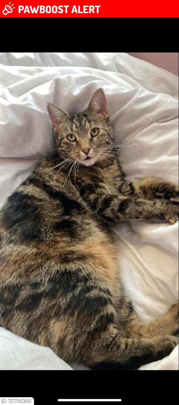 Lost Female Cat last seen Sheffield, South Yorkshire, England S10 1HE