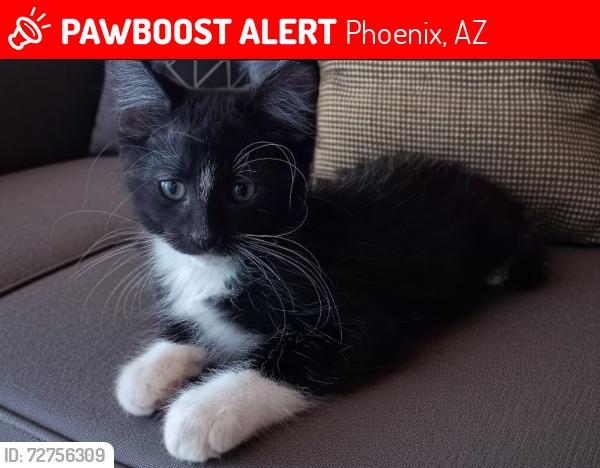 Lost Male Cat last seen 35th Ave and Missouri , Phoenix, AZ 85017