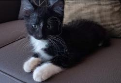 Lost Male Cat last seen 35th Ave and Missouri , Phoenix, AZ 85017
