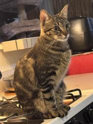 Lost Female Cat last seen In between Vermont Ave and South St near Anaheim Blvd , Anaheim, CA 92805