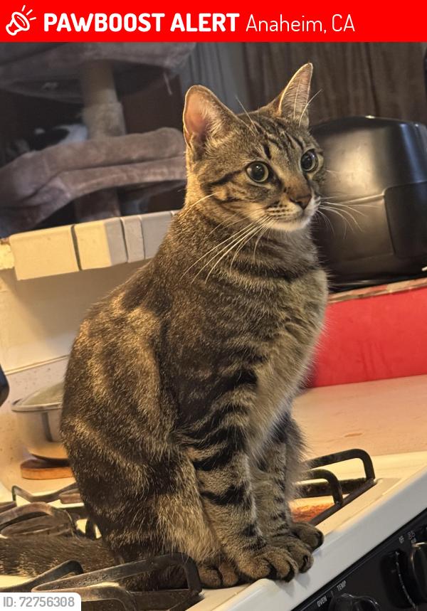 Lost Female Cat last seen In between Vermont Ave and South St near Anaheim Blvd , Anaheim, CA 92805
