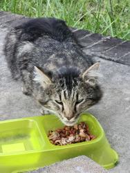 Found/Stray Unknown Cat last seen Ranch Rd Laurens SC , Laurens, SC 29360