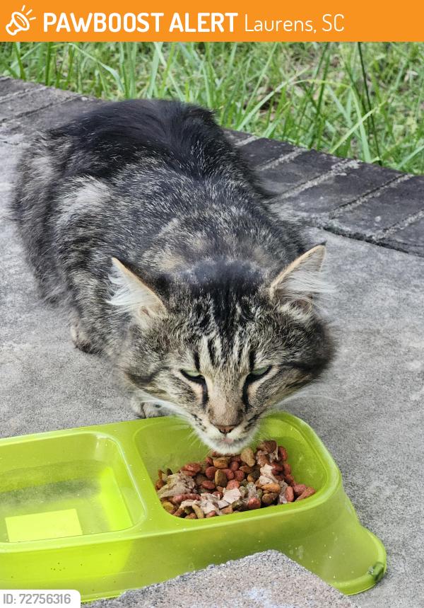 Found/Stray Unknown Cat last seen Ranch Rd Laurens SC , Laurens, SC 29360
