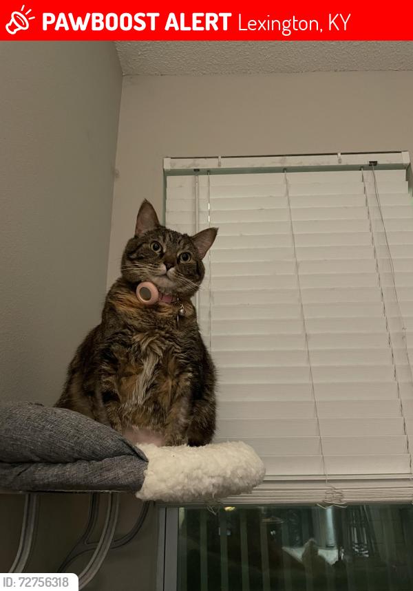 Lost Female Cat last seen Yellowstone, Lexington, KY 40517